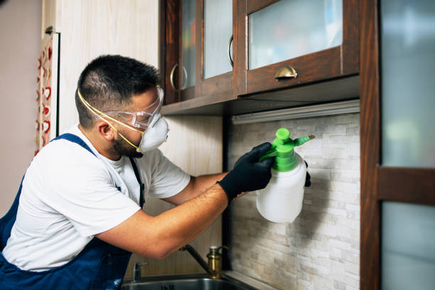 Best Ant Control Services  in Starkville, MS