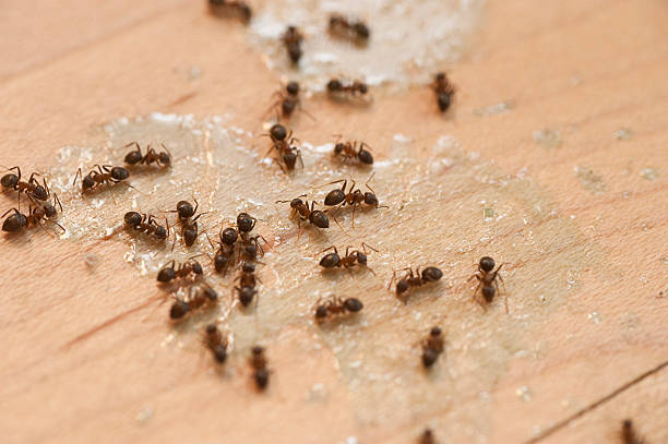 Best Exterminator Services  in Starkville, MS