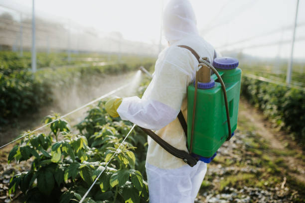 Best Local Pest Control Services  in Starkville, MS